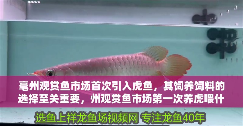 毫州觀賞魚市場首次引入虎魚，其飼養(yǎng)飼料的選擇至關(guān)重要，州觀賞魚市場第一次養(yǎng)虎喂什么飼料？虎魚吃什么為主？ 毫州觀賞魚市場首次引入虎魚，其飼養(yǎng)飼料的選擇至關(guān)重要，州觀賞魚市場第一次養(yǎng)虎喂什么飼料？虎魚吃什么為主？ 觀賞魚百科 第2張