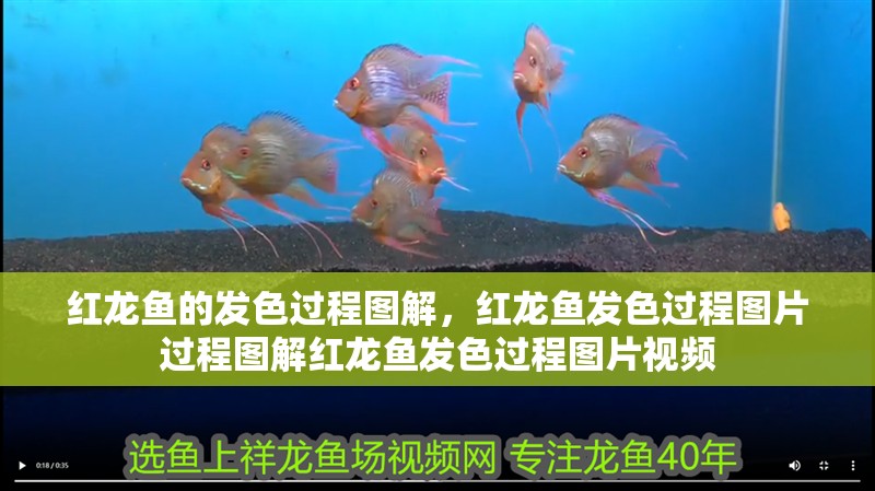 紅龍魚的發色過程圖解，紅龍魚發色過程圖片過程圖解紅龍魚發色過程圖片視頻