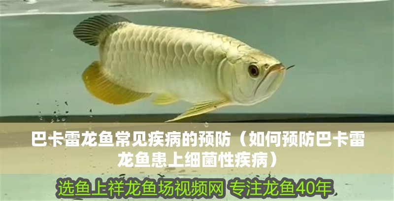 巴卡雷龍魚常見疾病的預防（如何預防巴卡雷龍魚患上細菌性疾?。? title=
