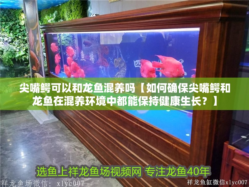 尖嘴鱷可以和龍魚混養嗎【如何確保尖嘴鱷和龍魚在混養環境中都能保持健康生長？】 尖嘴鱷可以和龍魚混養嗎【如何確保尖嘴鱷和龍魚在混養環境中都能保持健康生長？】 觀賞魚百科