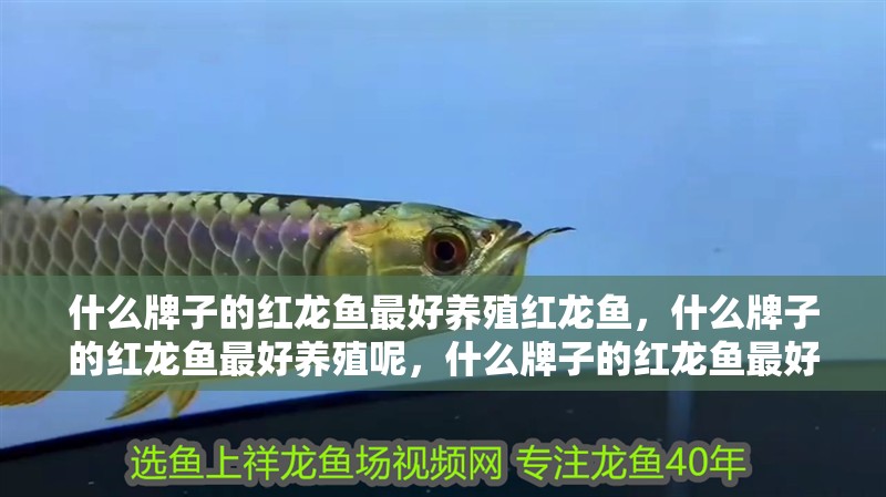 什么牌子的紅龍魚最好養(yǎng)殖紅龍魚，什么牌子的紅龍魚最好養(yǎng)殖呢，什么牌子的紅龍魚最好養(yǎng)殖