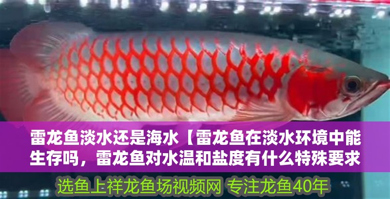 雷龍魚淡水還是海水【雷龍魚在淡水環(huán)境中能生存嗎，雷龍魚對水溫和鹽度有什么特殊要求】