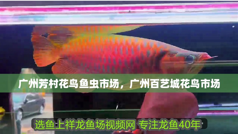 廣州芳村花鳥魚蟲市場，廣州百藝城花鳥市場 廣州芳村花鳥魚蟲市場，廣州百藝城花鳥市場 觀賞魚百科 第1張