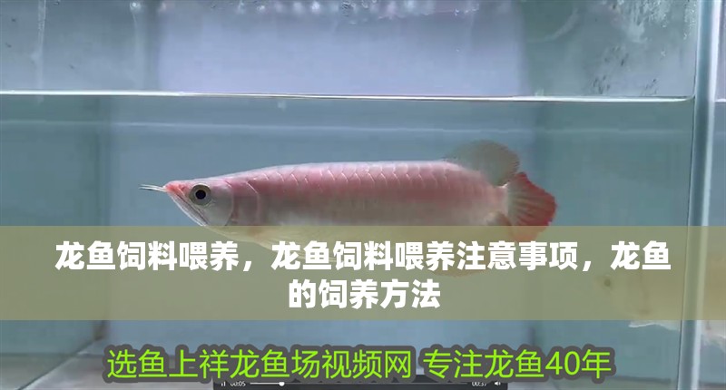 龍魚飼料喂養(yǎng)，龍魚飼料喂養(yǎng)注意事項(xiàng)，龍魚的飼養(yǎng)方法