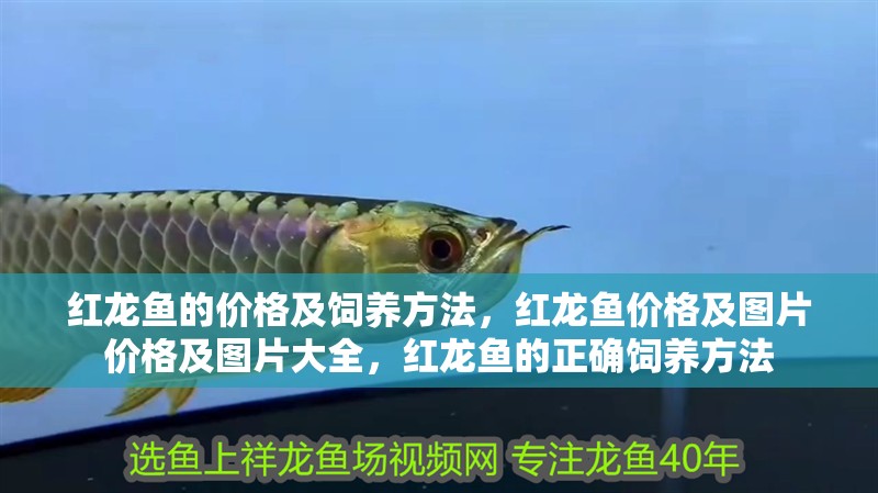 紅龍魚的價格及飼養方法，紅龍魚價格及圖片價格及圖片大全，紅龍魚的正確飼養方法