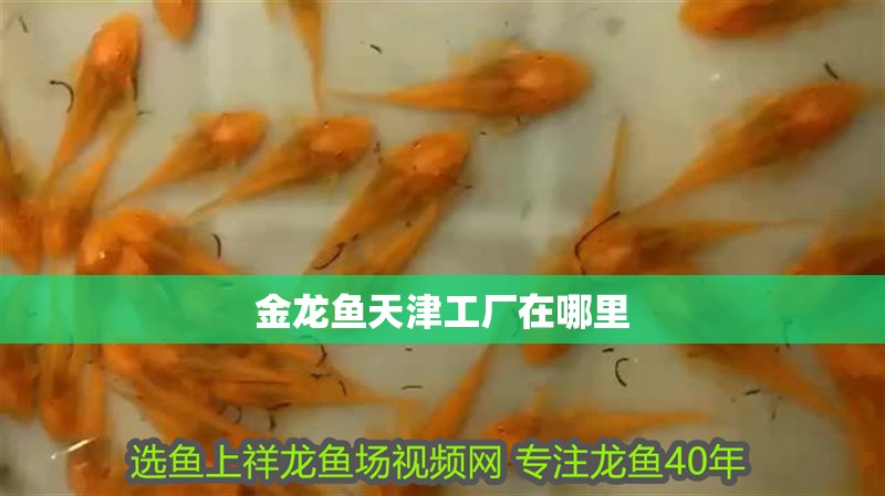 金龍魚天津工廠在哪里