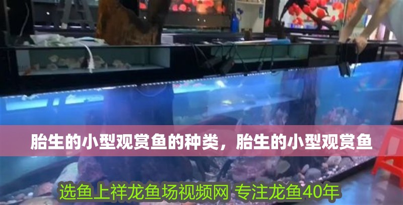 胎生的小型觀賞魚的種類，胎生的小型觀賞魚