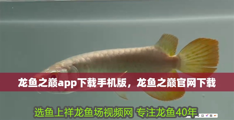 龍魚之巔app下載手機版，龍魚之巔官網下載
