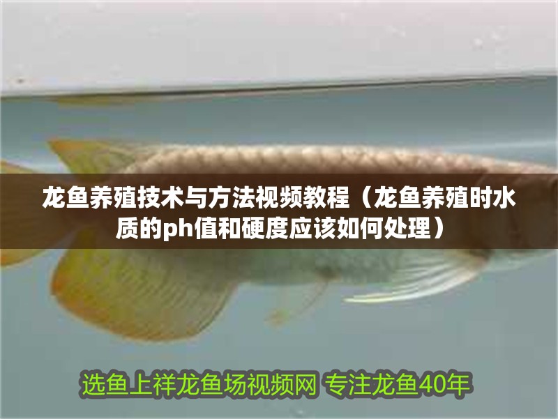 龍魚養殖技術與方法視頻教程（龍魚養殖時水質的ph值和硬度應該如何處理）