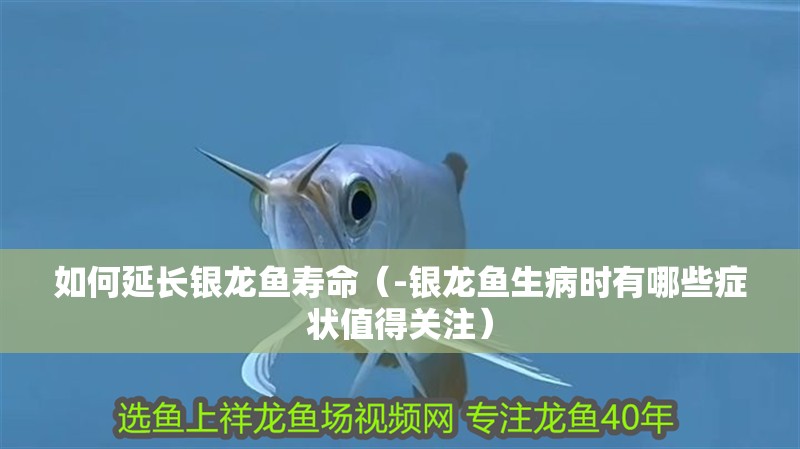 如何延長銀龍魚壽命（-銀龍魚生病時有哪些癥狀值得關注）