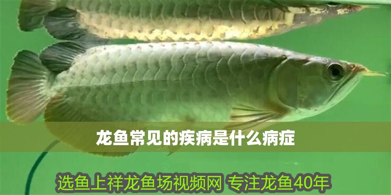 龍魚常見的疾病是什么病癥 龍魚常見的疾病是什么病癥 龍魚百科 第2張