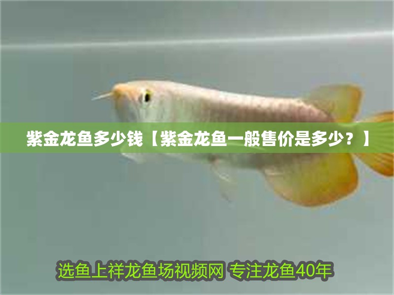 紫金龍魚多少錢【紫金龍魚一般售價是多少？】