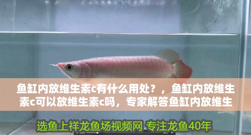 魚缸內放維生素c有什么用處？，魚缸內放維生素c可以放維生素c嗎，專家解答魚缸內放維生素c