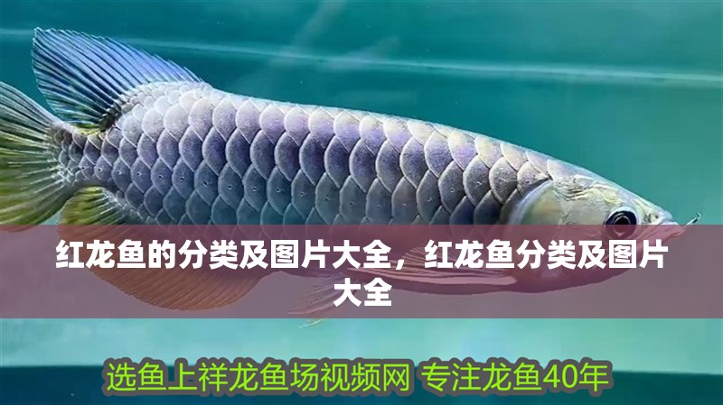 紅龍魚的分類及圖片大全，紅龍魚分類及圖片大全
