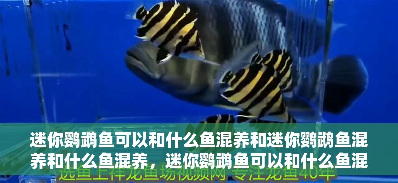 迷你鸚鵡魚可以和什么魚混養(yǎng)和迷你鸚鵡魚混養(yǎng)和什么魚混養(yǎng)，迷你鸚鵡魚可以和什么魚混養(yǎng) 迷你鸚鵡魚可以和什么魚混養(yǎng)和迷你鸚鵡魚混養(yǎng)和什么魚混養(yǎng)，迷你鸚鵡魚可以和什么魚混養(yǎng) 觀賞魚百科 第2張