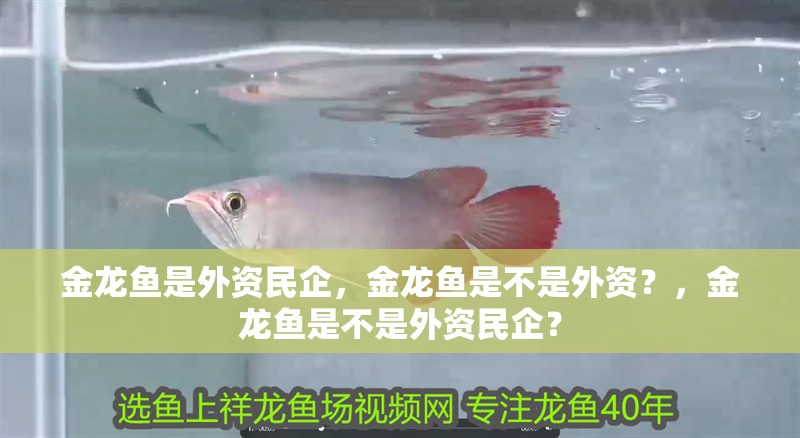 金龍魚是外資民企，金龍魚是不是外資？，金龍魚是不是外資民企？