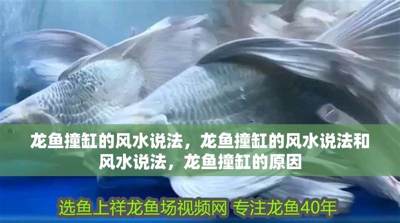 龍魚撞缸的風水說法，龍魚撞缸的風水說法和風水說法，龍魚撞缸的原因