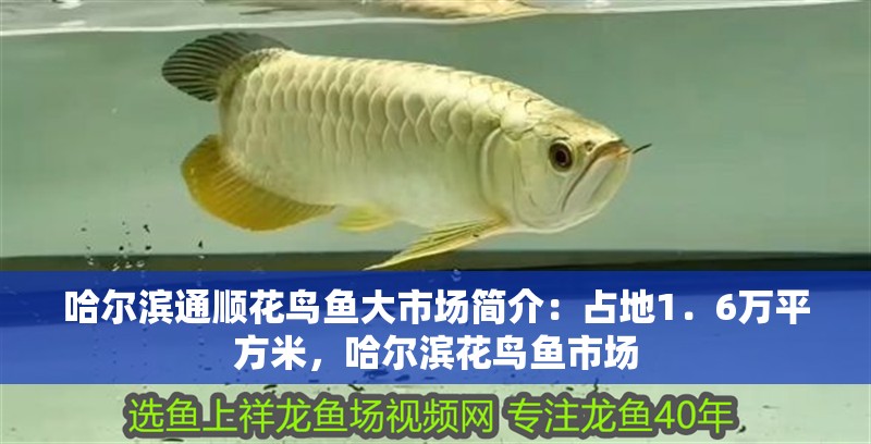 哈爾濱通順花鳥(niǎo)魚(yú)大市場(chǎng)簡(jiǎn)介：占地1．6萬(wàn)平方米，哈爾濱花鳥(niǎo)魚(yú)市場(chǎng)