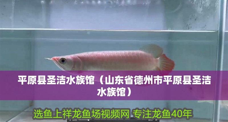 平原縣圣潔水族館（山東省德州市平原縣圣潔水族館）