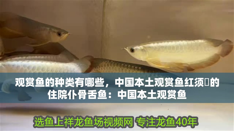 觀賞魚的種類有哪些，中國本土觀賞魚紅須鱊的住院仆骨舌魚：中國本土觀賞魚