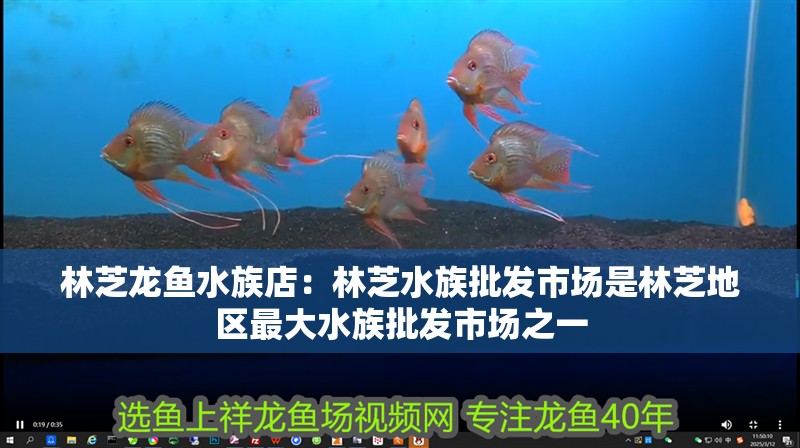 林芝龍魚水族店：林芝水族批發市場是林芝地區最大水族批發市場之一