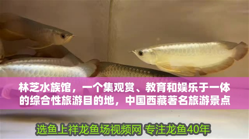 林芝水族館，一個集觀賞、教育和娛樂于一體的綜合性旅游目的地，中國西藏著名旅游景點林芝水族館林芝水族館簽到lv8晚安