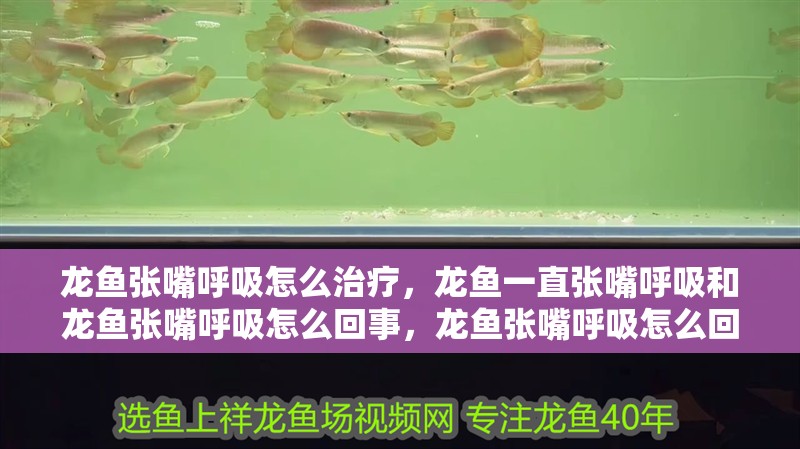 龍魚張嘴呼吸怎么治療，龍魚一直張嘴呼吸和龍魚張嘴呼吸怎么回事，龍魚張嘴呼吸怎么回事