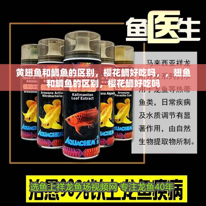 黃翅魚和鯛魚的區(qū)別，櫻花鯛好吃嗎，，翅魚和鯛魚的區(qū)別，櫻花鯛好吃嗎 黃翅魚和鯛魚的區(qū)別，櫻花鯛好吃嗎，，翅魚和鯛魚的區(qū)別，櫻花鯛好吃嗎 觀賞魚百科 第1張