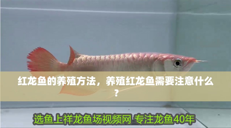 紅龍魚的養殖方法，養殖紅龍魚需要注意什么？