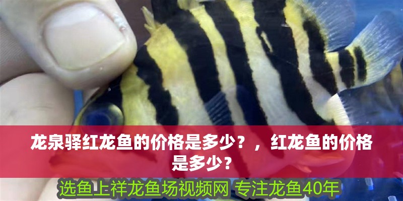 龍泉驛紅龍魚的價格是多少？，紅龍魚的價格是多少？ 龍泉驛紅龍魚的價格是多少？，紅龍魚的價格是多少？ 觀賞魚百科 第8張