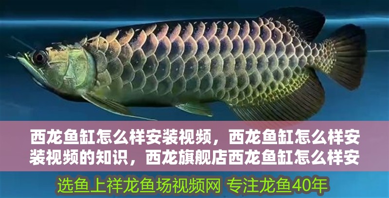 西龍魚缸怎么樣安裝視頻，西龍魚缸怎么樣安裝視頻的知識，西龍旗艦店西龍魚缸怎么樣安裝視頻