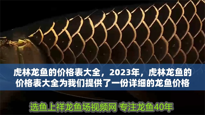 虎林龍魚的價格表大全，2023年，虎林龍魚的價格表大全為我們提供了一份詳細的龍魚價格表