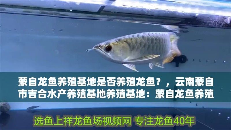 蒙自龍魚養(yǎng)殖基地是否養(yǎng)殖龍魚？，云南蒙自市吉合水產(chǎn)養(yǎng)殖基地養(yǎng)殖基地：蒙自龍魚養(yǎng)殖技巧