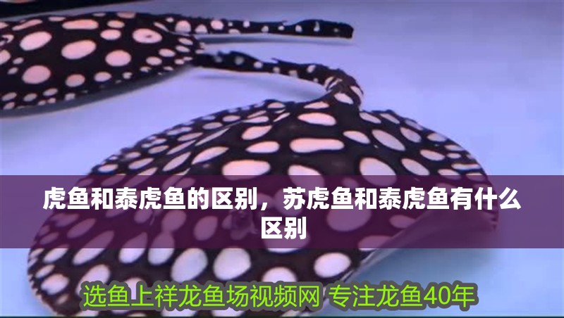 虎魚和泰虎魚的區(qū)別，蘇虎魚和泰虎魚有什么區(qū)別
