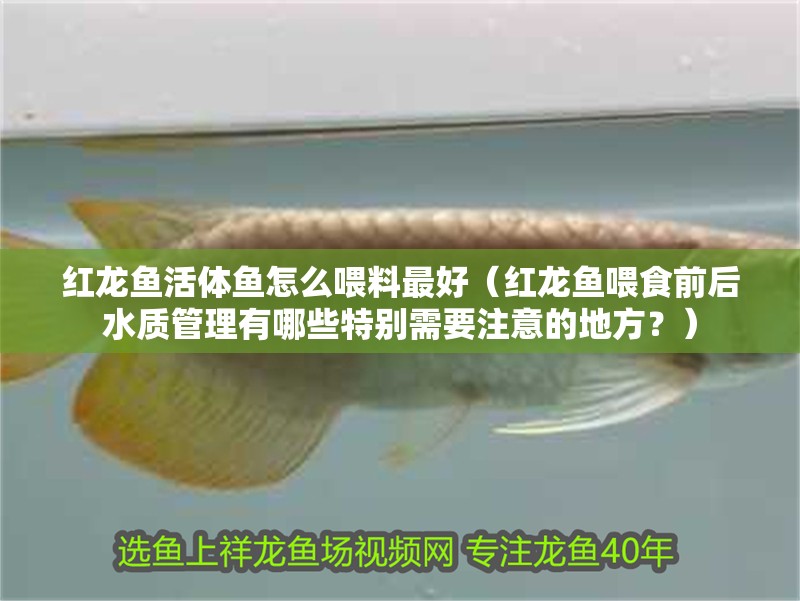 紅龍魚(yú)活體魚(yú)怎么喂料最好（紅龍魚(yú)喂食前后水質(zhì)管理有哪些特別需要注意的地方？）