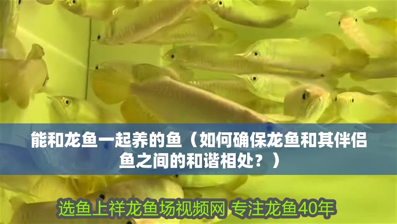 能和龍魚一起養的魚（如何確保龍魚和其伴侶魚之間的和諧相處？）