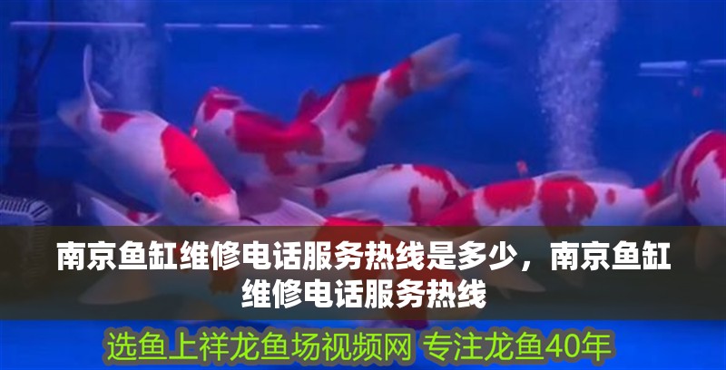 南京魚缸維修電話服務熱線是多少，南京魚缸維修電話服務熱線