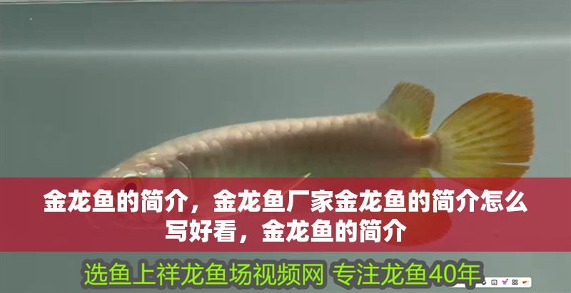 金龍魚的簡介，金龍魚廠家金龍魚的簡介怎么寫好看，金龍魚的簡介
