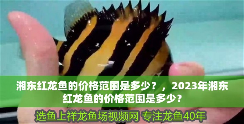 湘東紅龍魚的價格范圍是多少？，2023年湘東紅龍魚的價格范圍是多少？