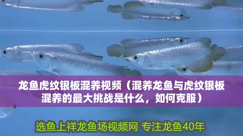 龍魚虎紋銀板混養(yǎng)視頻（混養(yǎng)龍魚與虎紋銀板混養(yǎng)的最大挑戰(zhàn)是什么，如何克服）