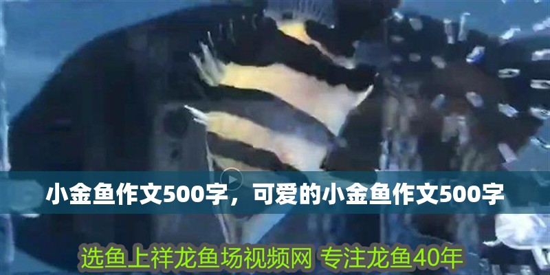 小金魚作文500字，可愛的小金魚作文500字