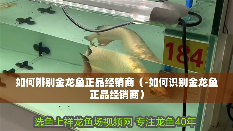 如何辨別金龍魚正品經銷商（-如何識別金龍魚正品經銷商）