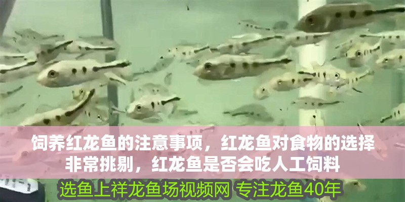 飼養紅龍魚的注意事項，紅龍魚對食物的選擇非常挑剔，紅龍魚是否會吃人工飼料