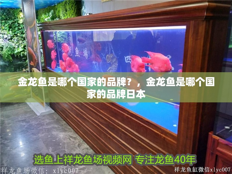 金龍魚是哪個國家的品牌？，金龍魚是哪個國家的品牌日本