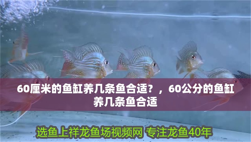 60厘米的魚缸養(yǎng)幾條魚合適？，60公分的魚缸養(yǎng)幾條魚合適 60厘米的魚缸養(yǎng)幾條魚合適？，60公分的魚缸養(yǎng)幾條魚合適 觀賞魚百科 第2張