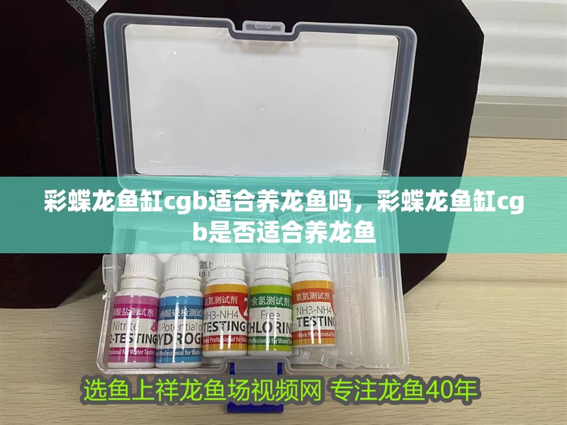 彩蝶龍魚缸cgb適合養龍魚嗎，彩蝶龍魚缸cgb是否適合養龍魚