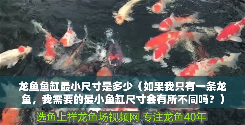 龍魚魚缸最小尺寸是多少（如果我只有一條龍魚，我需要的最小魚缸尺寸會有所不同嗎？） 龍魚魚缸最小尺寸是多少（如果我只有一條龍魚，我需要的最小魚缸尺寸會有所不同嗎？） 觀賞魚百科