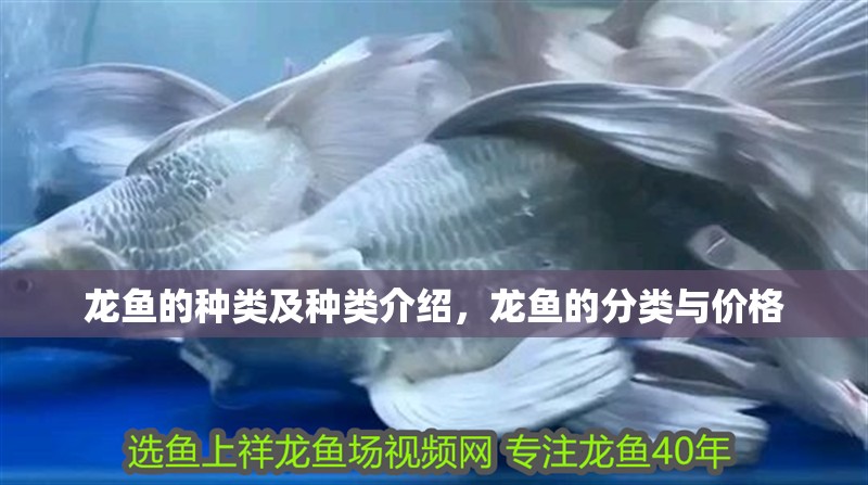 龍魚的種類及種類介紹，龍魚的分類與價格