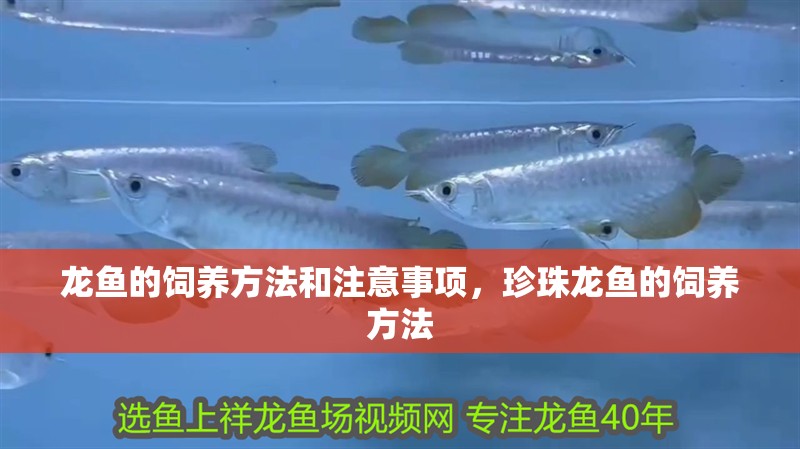 龍魚的飼養方法和注意事項，珍珠龍魚的飼養方法