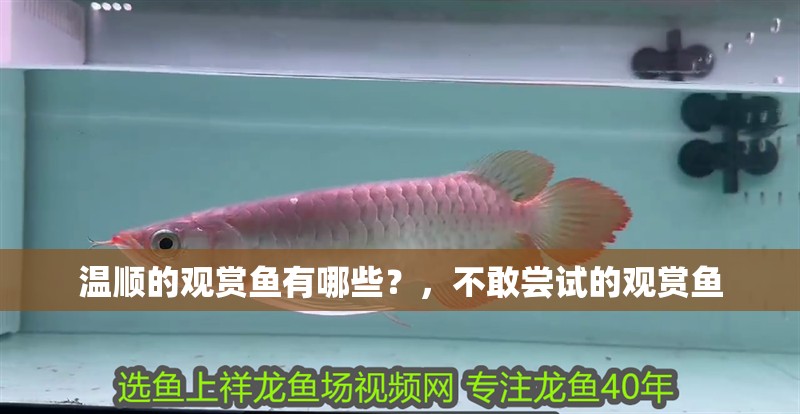 溫順的觀賞魚有哪些？，不敢嘗試的觀賞魚